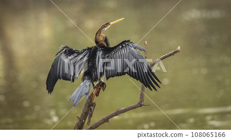 Oriental darter or Indian darter or Anhinga melanogaster back profile basking or sunning full wingspan in natural green background at keoladeo national park bharatpur bird sanctuary rajasthan india 108065166