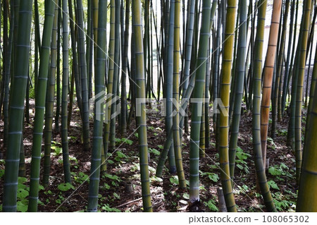 Spring bamboo grove Spring bamboo grove 108065302