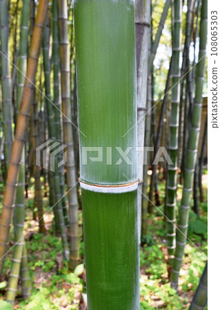 Spring bamboo grove Spring bamboo grove 108065303