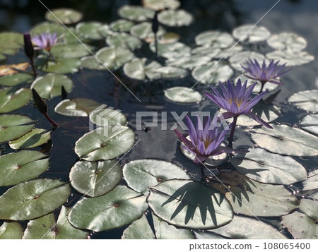 漂浮在水的蓮花 漂浮在水的蓮花 108065400