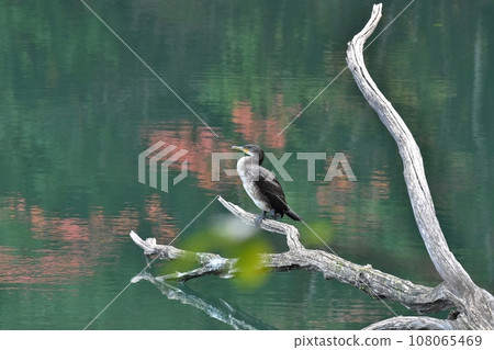 Tough cormorant 108065469