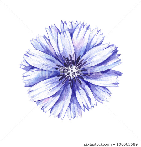 Hand drawn watercolor chicory flower 108065589