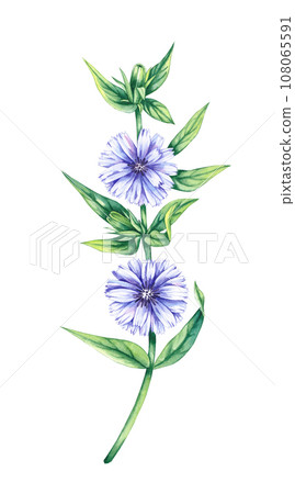 Hand drawn watercolor chicory flower 108065591