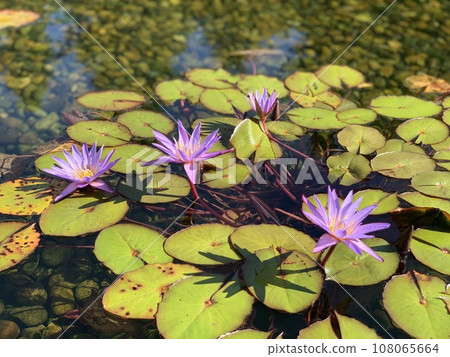 Water lily flowers floating in a pond Water lily flowers floating in a pond 108065664