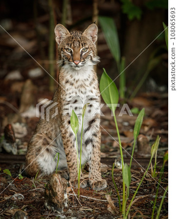 A bobcat in Everglades National Park, Florida  108065693