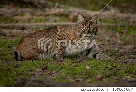 A bobcat in Everglades National Park, Florida A bobcat in Everglades National Park, Florida 108065697