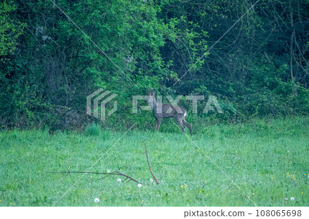 A roe deer in a green field A roe deer in a green field 108065698