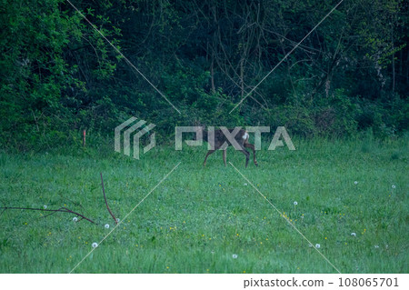A roe deer in a green field A roe deer in a green field 108065701