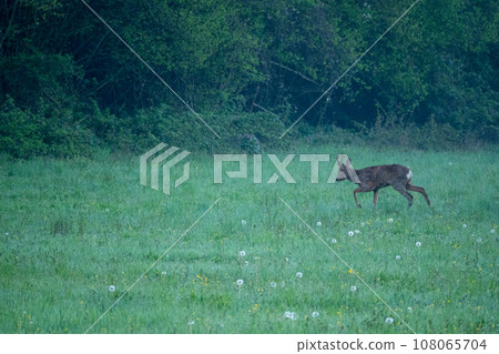 A roe deer in a green field A roe deer in a green field 108065704