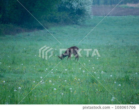 A roe deer in a green field A roe deer in a green field 108065706