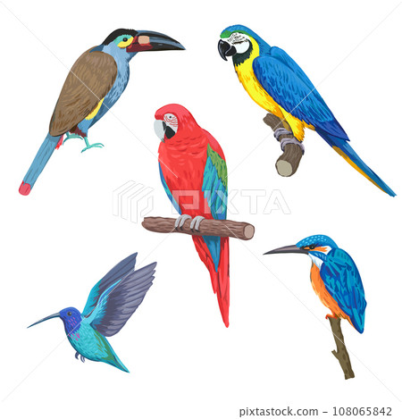 Set of colorful tropical birds, macaw, toucan, hummingbird, isolated on white background. Hand drawn vector illustration 108065842