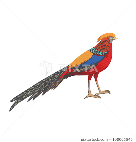 Golden pheasant. Vector illustration, isolated on white background 108065845
