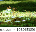 苔蘚花 108065850