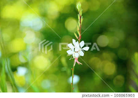 Goura花 Goura花 108065903