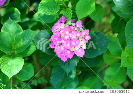 hydrangea flower hydrangea flower 108065911