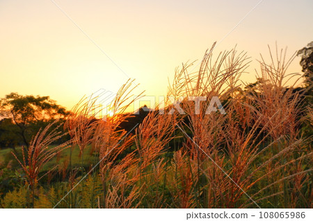 夕陽的天空,夕陽,潘帕斯草在風中搖曳 夕陽的天空,夕陽,潘帕斯草在風中搖曳 108065986