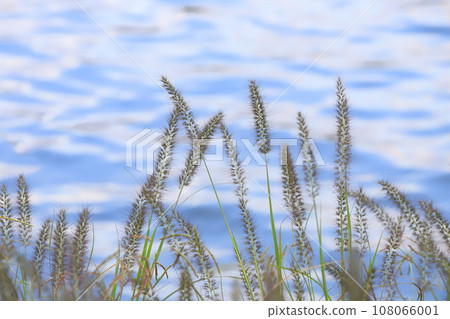 Chikarashiba (Chikarashiba) that grows along the waterside 108066001