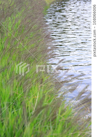 Chikarashiba (Chikarashiba) that grows along the waterside 108066006