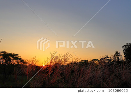 日落的天空，軌跡，潘帕斯草，樹 108066033