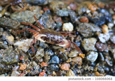 毛呂山町旅遊勝地獅子瀧盆地生活的淡水蟹的生態照片 毛呂山町旅遊勝地獅子瀧盆地生活的淡水蟹的生態照片 108066068