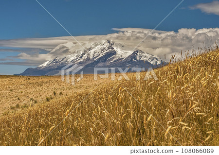 Cayambe volcano with blue sky and yellow Andean paramo meadow Cayambe volcano with blue sky and yellow Andean paramo meadow 108066089