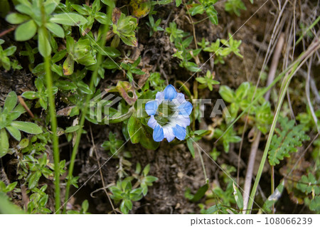 Alpine plant Himalayan gentian (Gentiana depressa) in Sagarmatha Berest road, Nepal Alpine plant Himalayan gentian (Gentiana depressa) in Sagarmatha Berest road, Nepal 108066239
