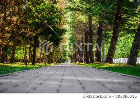 View of walking path in park among green trees. Empty deserted natural park on summer day. Photo 108066310