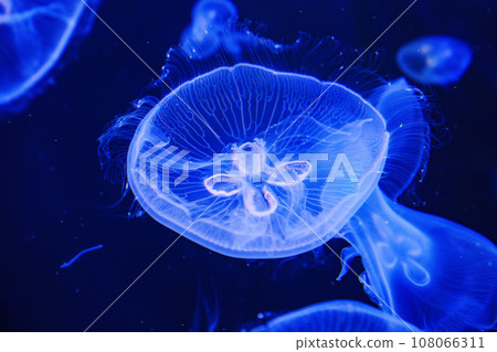 Eared aurelia, or eared jellyfish in the aquarium.  108066311