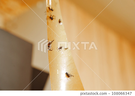 Adhesive tape from flies. An effective tool for controlling insects indoors. Adhesive tape from flies. An effective tool for controlling insects indoors. 108066347