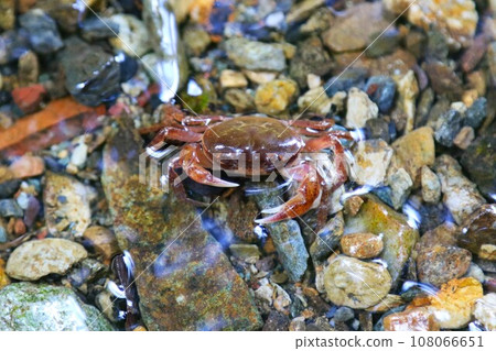Ecological photo of Japanese freshwater crabs living in the Shishigataki basin of Moroyama Town 108066651