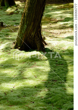 庭園一側的苔蘚特寫（唐招提寺、甘心和上會山禦廟） 108066777