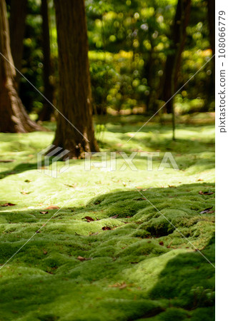 Moss at Ganshin Wajo Kaizan Mausoleum Moss at Ganshin Wajo Kaizan Mausoleum 108066779