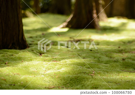 Close-up of moss at Ganshin Wajo Kaizan-gobyo Close-up of moss at Ganshin Wajo Kaizan-gobyo 108066780