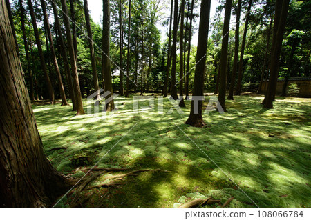 Toshodaiji moss carpet Toshodaiji moss carpet 108066784