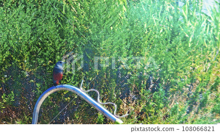 藍翅鵯快樂藍鳥 藍翅鵯快樂藍鳥 108066821