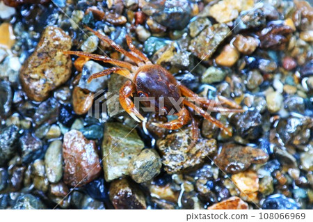 毛呂山町旅遊勝地獅子瀧盆地的河蟹生態照片 108066969