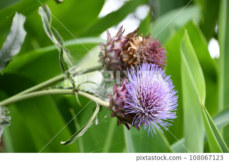 Artichoke flowers Artichoke flowers 108067123