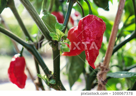 The beautiful red fruit of Naga Morichi, which ranks among the top in the world for spiciness. The beautiful red fruit of Naga Morichi, which ranks among the top in the world for spiciness. 108067378