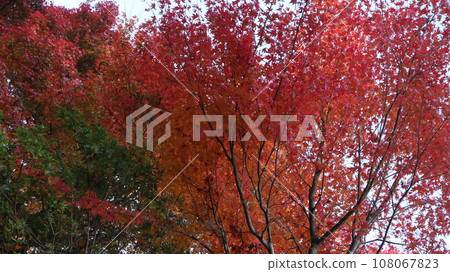 秋葉季節 108067823