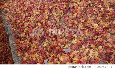 秋葉季節 108067825