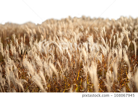 Dry golden grass isolated on white background Dry golden grass isolated on white background 108067945