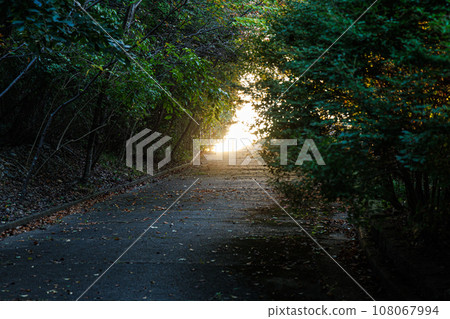 從黎明到日出，在奈良市的住宅區散步時拍攝的照片。早晨的陽光從上坡的另一邊照射進來。 108067994