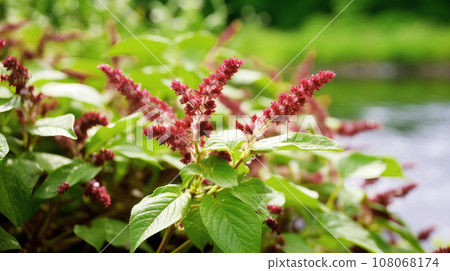 Aitade background material 108068174