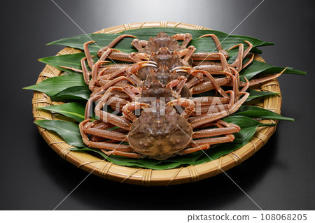 Live giant snow crab (female) 108068205