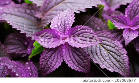 Perilla (shiso) background material Perilla (shiso) background material 108068677