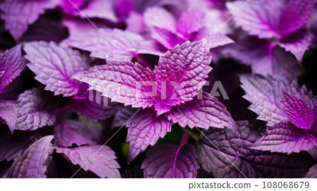 Perilla (shiso) background material 108068679