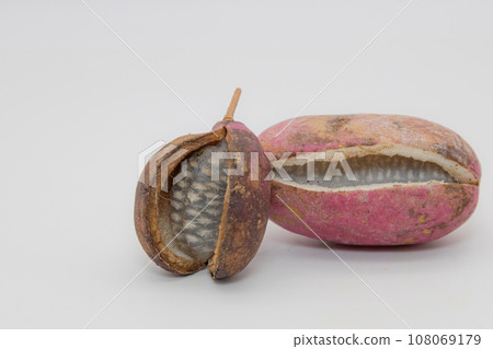 Akebi arranged on a white background. Akebi with their mouths open and the flesh inside visible. Akebi arranged on a white background. Akebi with their mouths open and the flesh inside visible. 108069179