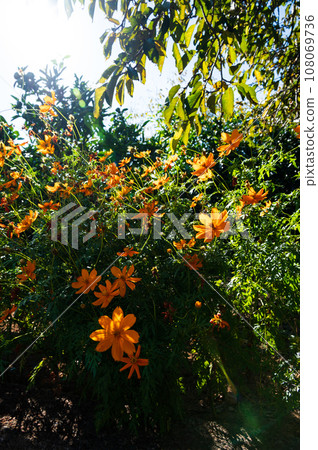 Lavender cosmos exposed to the sun 108069736