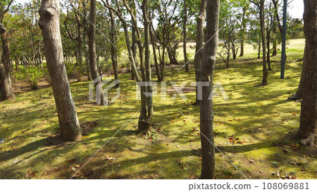 Park with trees and fields 108069881