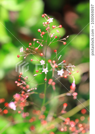 Small pink orchid flowers and fruits 108069897